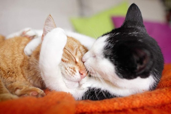 Người tuổi tân mão mệnh gì hợp tác làm ăn sẽ phát triển