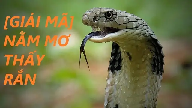 Ý Nghĩa Về Giấc Mơ Thấy Giết Rắn Là Gì? Đánh Con Gì May Mắn?