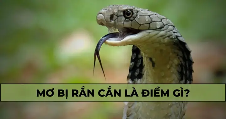 Ngủ Mơ Bị Rắn Cắn Là Điềm Báo Gì? Mang Ý Nghĩa Tốt Hay Xấu?