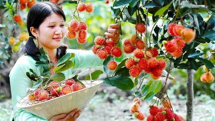 Vị Trí Đắc Địa Và Hướng Dẫn Đường Đi Đến Quán Ăn Cây Sứ