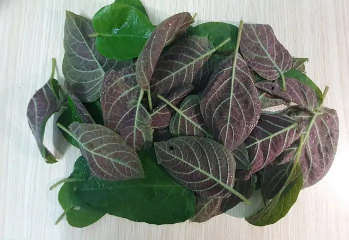 Đặc Điểm Và Phân Loại Lá Mơ Lông