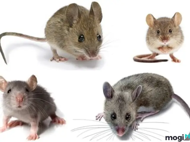Mơ Thấy Chuột Liên Quan Đến Con Số May Mắn Nào? Mơ Thấy Chuột Liên Quan Đến Con Số May Mắn Nào?