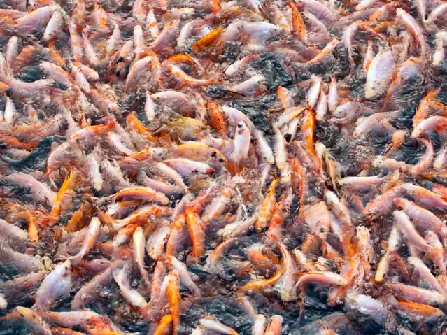10. Mơ Bắt Được Rất Nhiều Cá