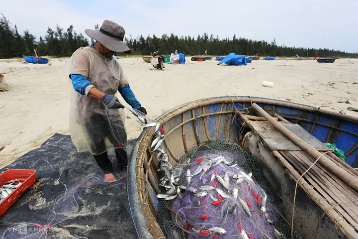 Mơ Bắt Cá Bằng Lưới Đánh Cá