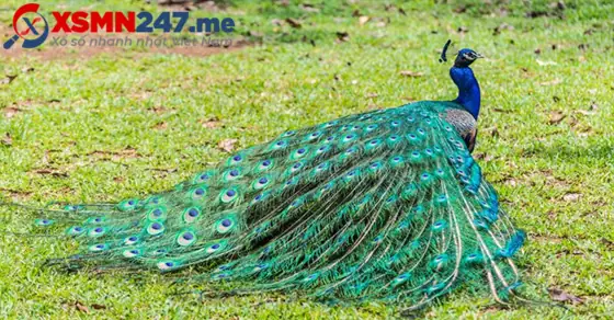 Nằm Mơ Thấy Chim Công Bay Lên Trời