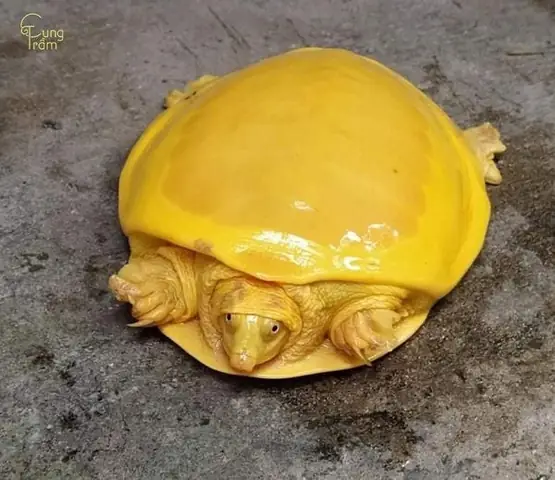 Mơ Thấy Rùa Vàng