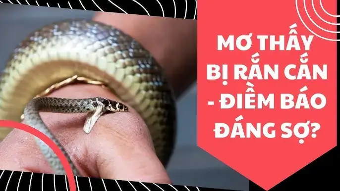 Giải Mã Giấc Mơ Bị Cá Cắn: Ý Nghĩa Tâm Lý & Điềm Báo Trong Văn Hóa Dân Gian