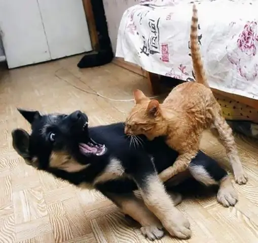 Mơ Thấy Chó Cắn Mèo.
