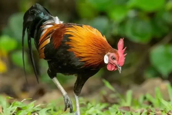 Giải Mã Giấc Mơ Bị Côn Trùng Cắn Chảy Máu: Ý Nghĩa Tâm Lý Và Điềm Báo