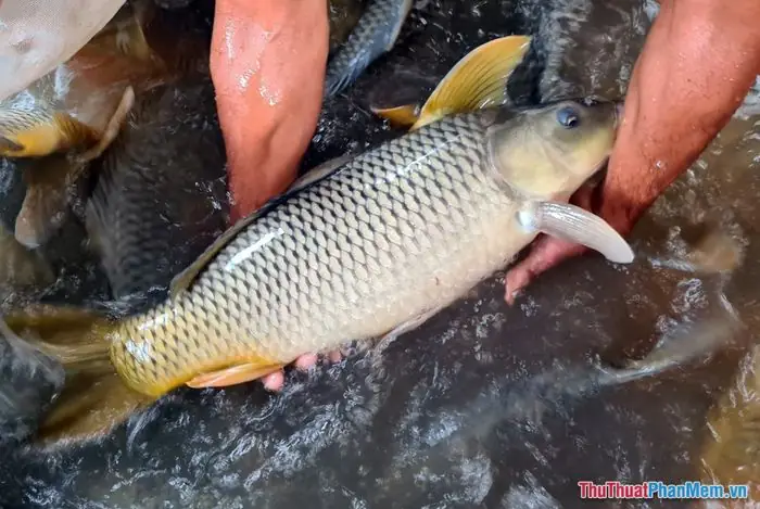 Giải Mã Giấc Mơ Câu Được Cá Chép