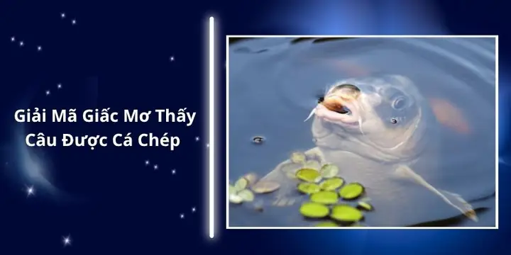 Mơ Thấy Người Khác Câu Được Cá Chép