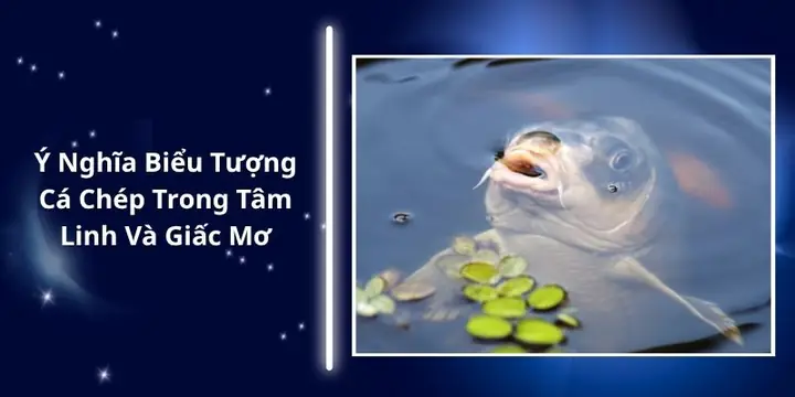 Ý Nghĩa Biểu Tượng Cá Chép Trong Tâm Linh Và Giấc Mơ
