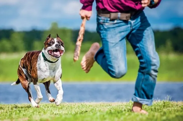Mơ Thấy Chó Đuổi, Chó Cắn Và Bản Thân Bỏ Chạy Là Điềm Báo Gì?