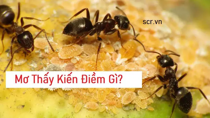 Mơ Đi Ỉa Chùi Không Sạch