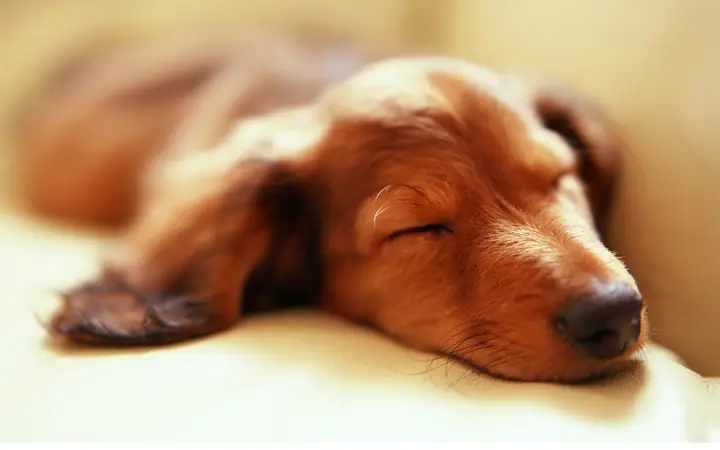 Giải Mã Giấc Mơ Của Loài Chó