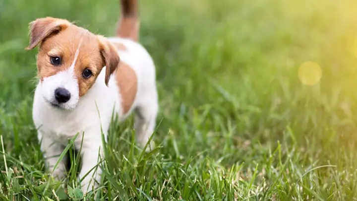Giải Mã Giấc Mơ Thấy Chó
