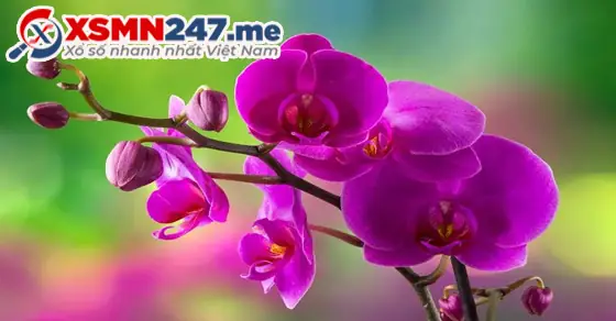 - Ý Nghĩa Giấc Mơ Thấy Hoa Lan Đỏ