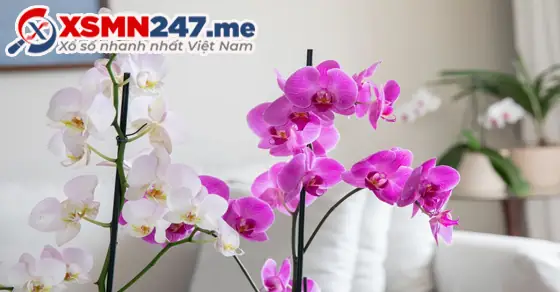 Những Giấc Mơ Thấy Hoa Lan Khác