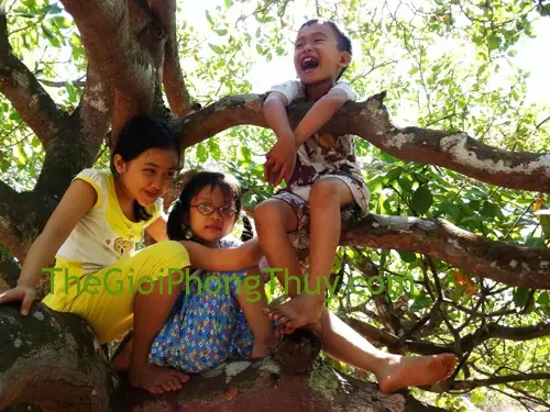 Giải Mã Giấc Mơ Leo Lên Ngọn Cây: Ý Nghĩa Tâm Lý Và Điềm Báo Trong Đời Sống