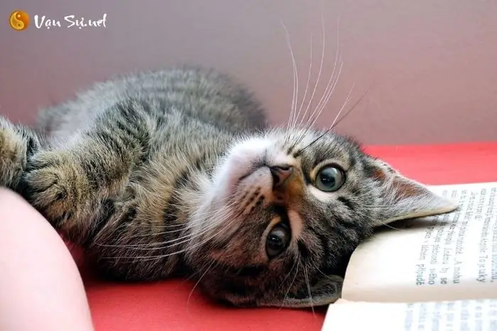 Giải Mã Giấc Mơ Mơ Về Mèo