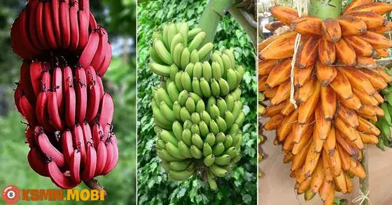 - Mơ Thấy Buồng Chuối To