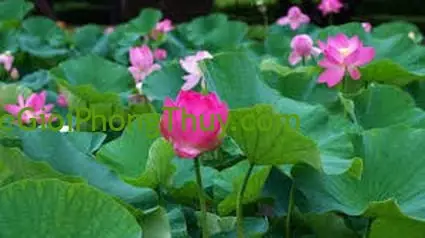 Giải Mã Giấc Mơ Thấy Ao Sen: Ý Nghĩa Tâm Linh, Biểu Tượng Văn Hóa Và Dự Báo Tương Lai