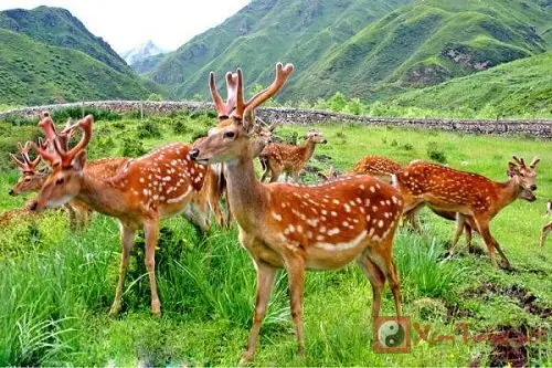 Giải Mã Giấc Mơ Về Con Hươu