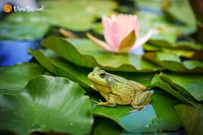 Giải Mã Giấc Mơ Thấy Bắt Ếch Giải Mã Giấc Mơ Thấy Bắt Ếch