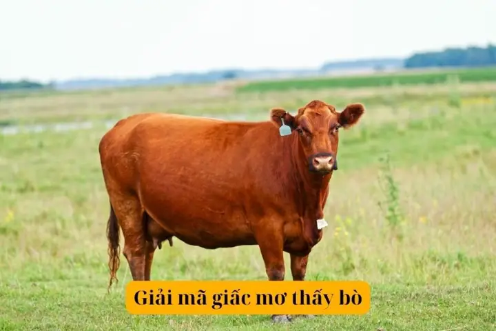 Giải Mã Giấc Mơ Thấy Bò: Điềm Báo May Mắn Hay Rủi Ro?