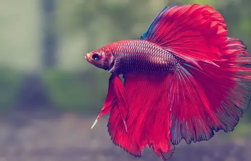 Giấc Mơ Thấy Cá Liên Quan Mật Thiết Đến Sự Tăng Tiến Tài Lộc