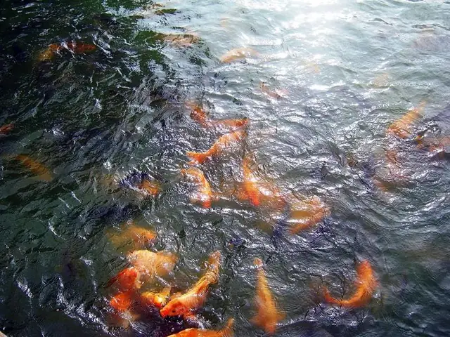 Mơ Thấy Cá Chép Nên Đánh Đề Con Gì?