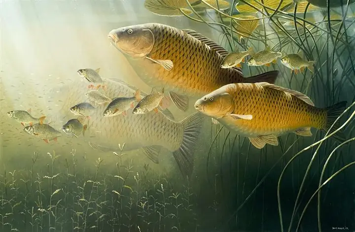 Mơ Thấy Cá Chép Bơi Lên Nước Tràn Đầy, Tràn Lan