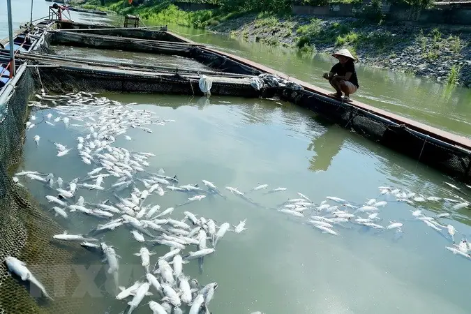 Mơ Thấy Cá Nuôi Bị Chết
