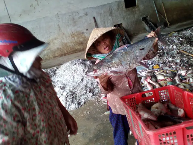 Mơ Thấy Bắt Cá Chết
