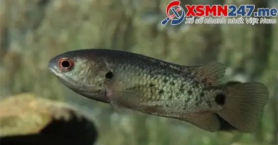 Những Giấc Mơ Thấy Cá Rô Khác