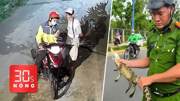 Giải Mã Giấc Mơ Thấy Chày Cá: Điềm Báo & Ý Nghĩa Sâu Sắc