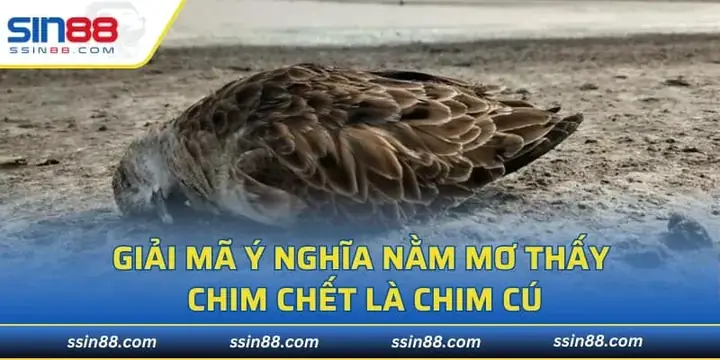 Mơ Thấy Chim Chết Là Chim Cú
