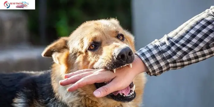 Nằm Mơ Thấy Chó Cắn – Ý Nghĩa Và Điềm Báo Chung
