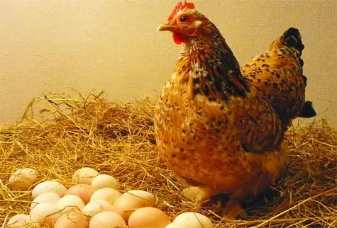 Giải Mã Giấc Mơ Thấy Cho Gà Trống: Ý Nghĩa Và Điềm Báo Trong Đời Sống