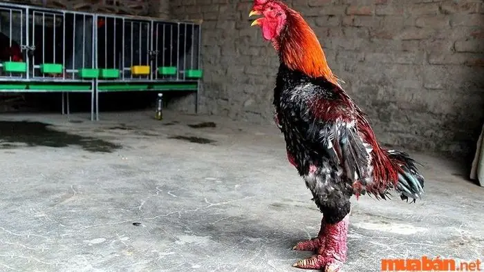 Gà Đông Tảo