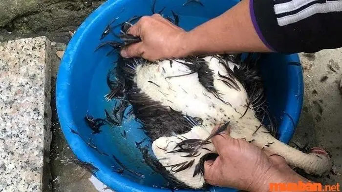Vặt Lông Gà
