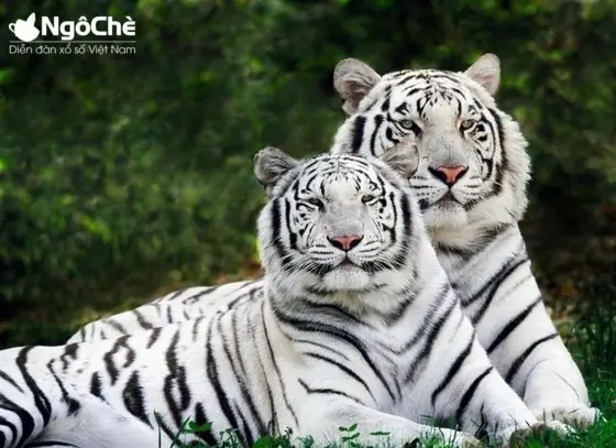 Nằm Mơ Thấy Hổ, Cọp
