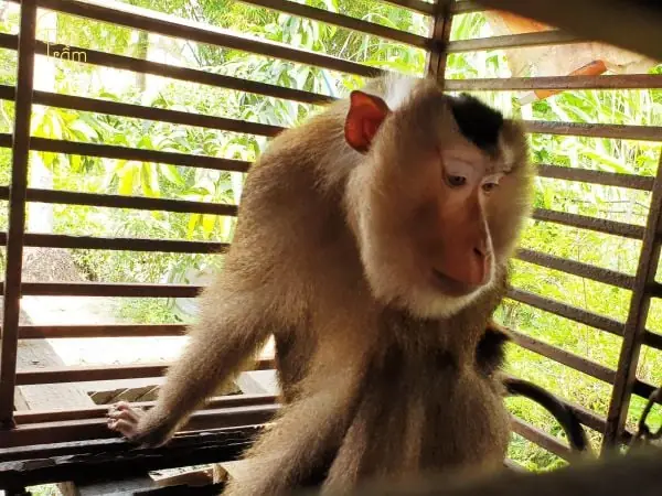 Mơ Thấy Mình Bắt Được Khỉ Mơ Thấy Mình Bắt Được Khỉ