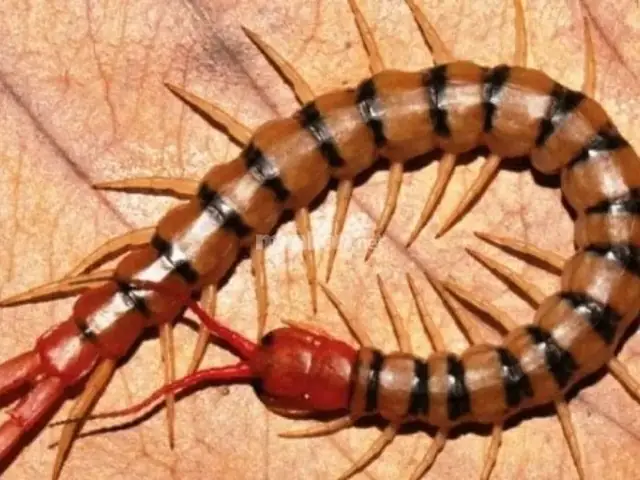Giấc Mơ Thấy Con Rết Khổng Lồ