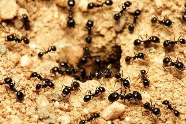 Giải Mã Giấc Mơ Thấy Kiến