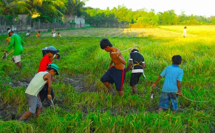 Nằm Mơ Thấy Bắt Cua Đồng Ở Đâu?