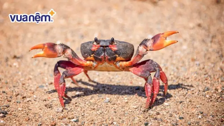 Khi Giấc Mơ Thấy Bắt Cua Đồng Mang Điềm Báo Không May Khi Giấc Mơ Thấy Bắt Cua Đồng Mang Điềm Báo Không May