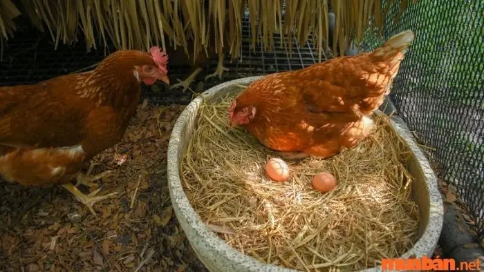 Giải Mã Giấc Mơ Thấy Gà Đẻ Trứng: Điềm Báo & Con Số May Mắn