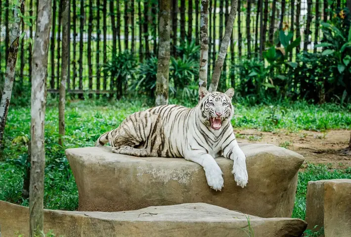 Mơ Thấy Hổ Trắng