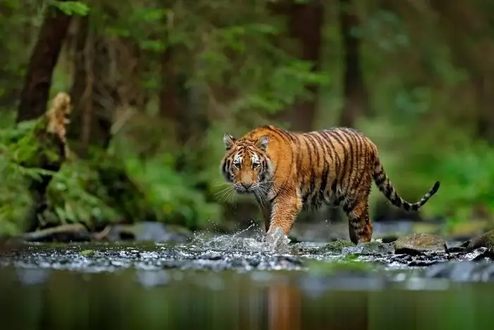 Giải Mã Giấc Mơ Thấy Hổ Đuổi
